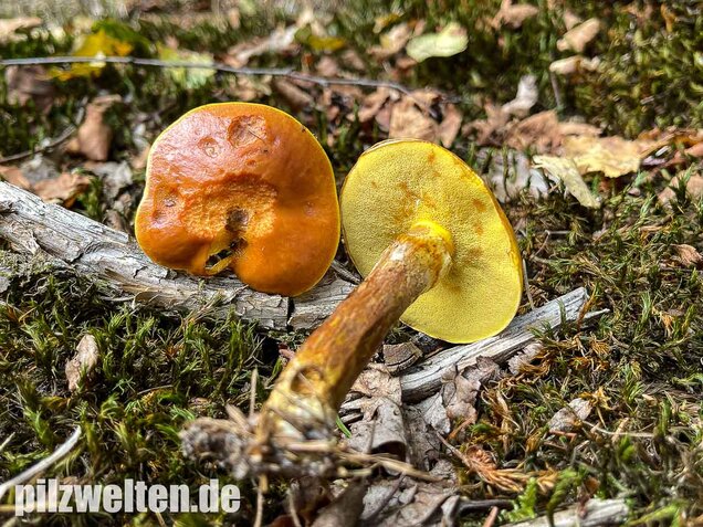 Goldröhrling, Suillus grevillei