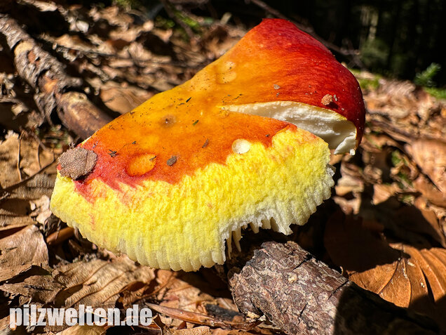 Goldtäubling, Russula aurea