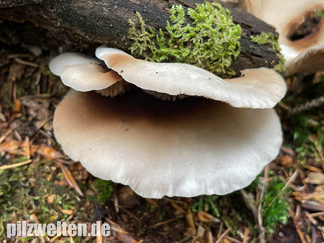 Großes Stummelfüßchen, Crepidotus autochthonus