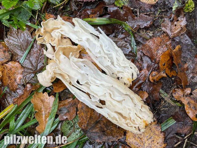 Herbstlorchel, Helvella crispa