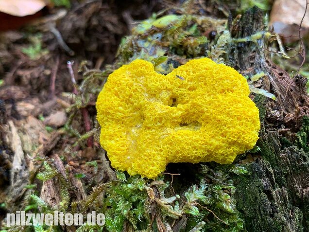 Hexenbutter, Fuligo septica