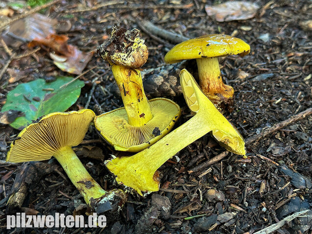 Schöngelber Klumpfuß, Calonarius splendens