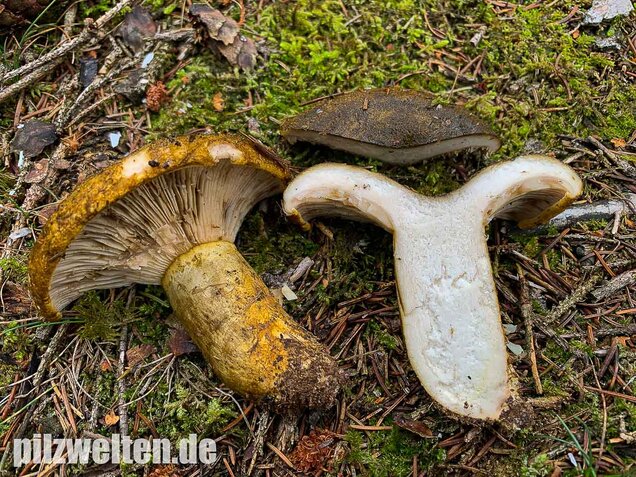 Olivbrauner Milchling, Lactarius turpis