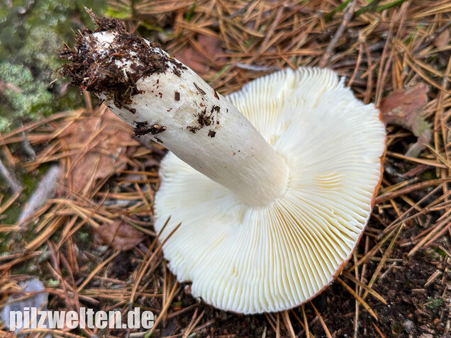 Orangeroter Graustieltäubling, Orangeroter Moor-Täubling, Russula decolorans