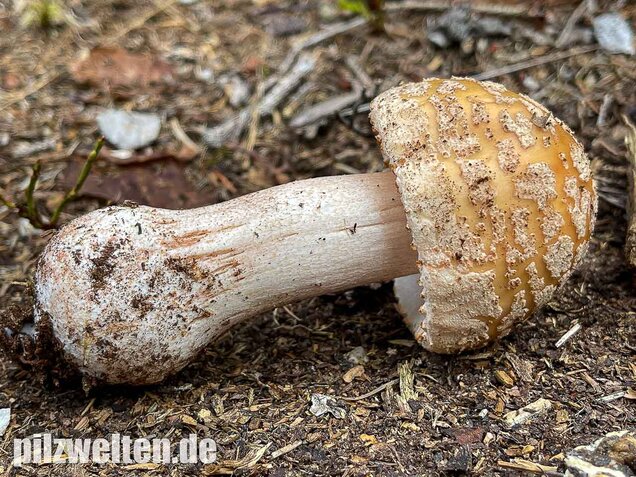 Perlpilz, Rötender Wulstling, Amanita rubescens