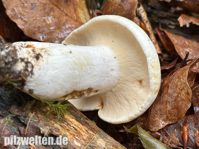 Pfeffermilchling, Lactifluus piperatus