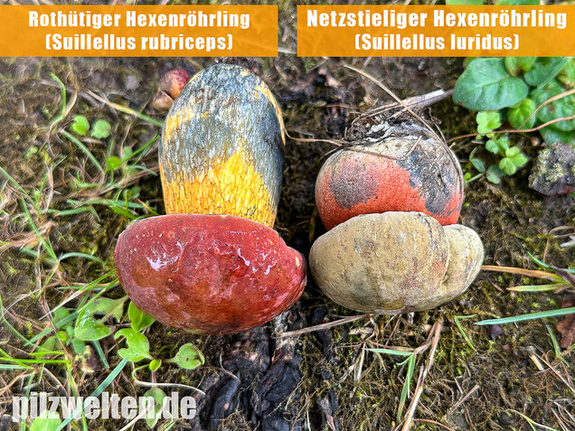 Rothütiger Hexenröhrling, Suillellus rubriceps