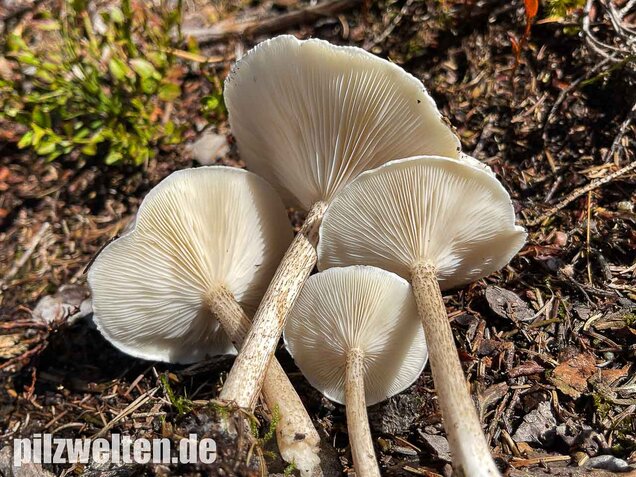 Raustielweichritterling, Melanoleuca verrucipes