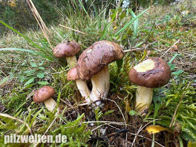 Ringloser Butterpilz, Suillus collinitus