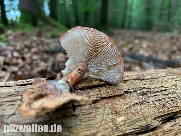 Rostroter Körnchenschirmling, Cystodermella granulosa