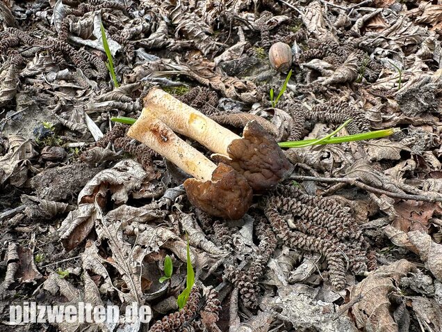 Runzelige Fingerhutverpel, Verpa digitaliformis