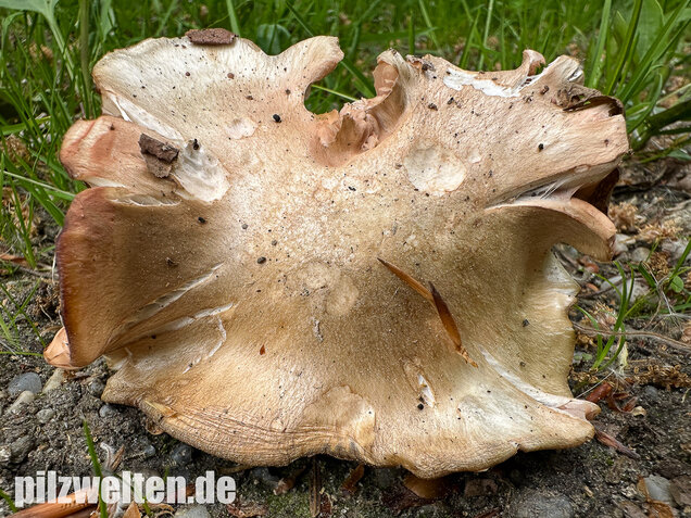 Schlehenrötling, Blasser Frühlingsrötling, Entoloma sepium