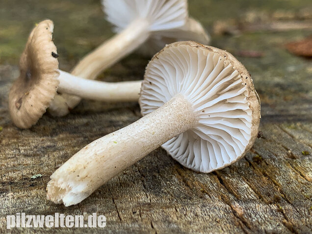 Schwarzpunktierter Schneckling, Hygrophorus pustulatus