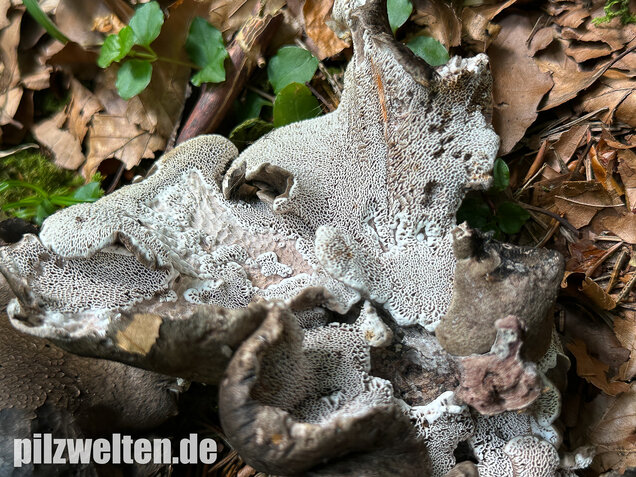 Schwarzweißer Rußporling, Boletopsis leucomelaena
