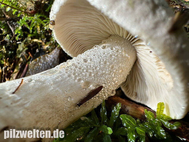 Seidiger Tigerritterling, Tricholoma filamentosum