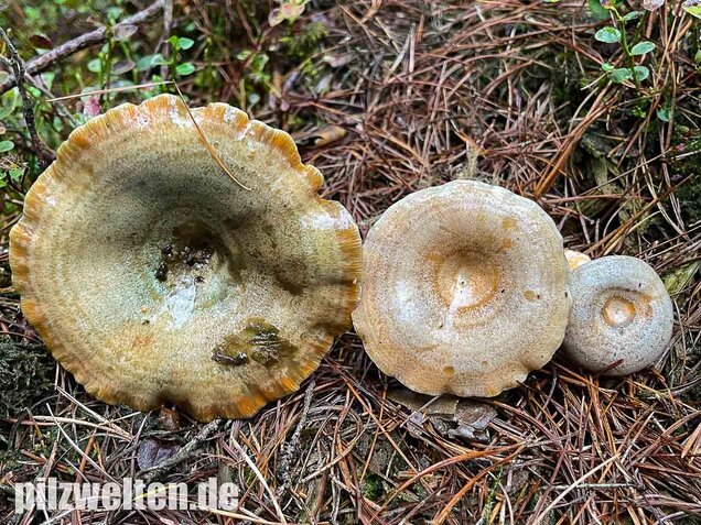 Spangrüner Kiefernreizker, Lactarius semisanguifluus