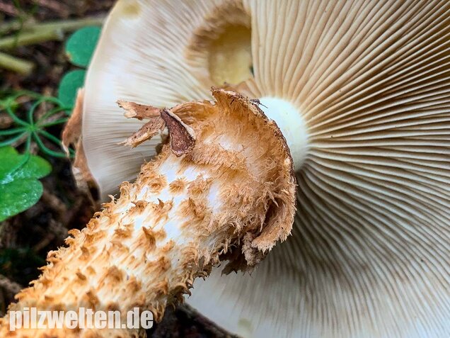 Sparriger Schüppling, Pholiota squarrosa