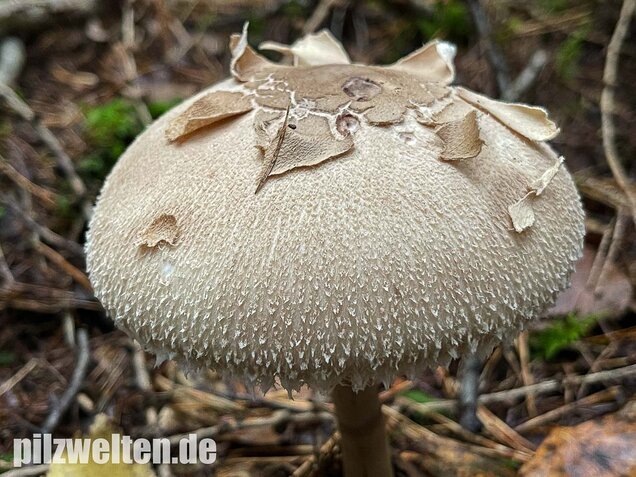 Sternschuppiger Riesenschirmling, Macrolepiota fuliginosa