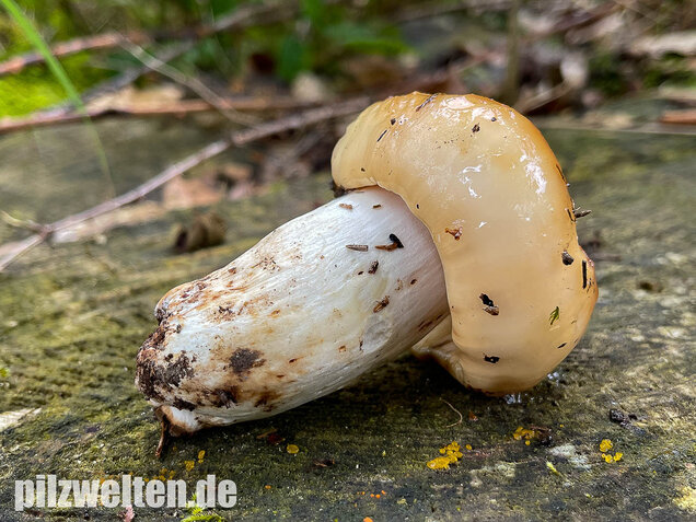 Stinktäubling, Russula foetens