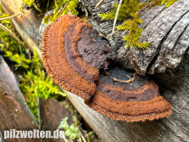 Tannenblättling, Gloeophyllum abietinum
