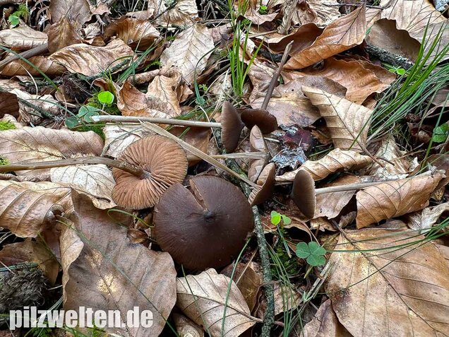 Traniger Rötling, Gebrechlicher Glöckling, Entoloma hirtipes