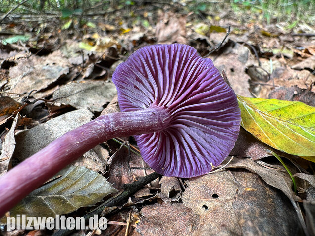 Violetter Lacktrichterling, Laccaria amethystina