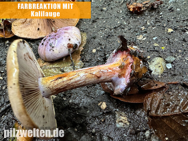 Violetter Klumpfuß, Calonarius sodagnitus
