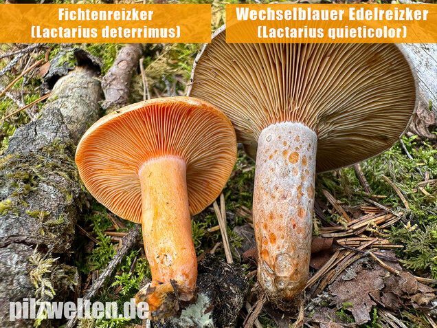Wechselblauer Edelreizker, Lactarius quieticolor