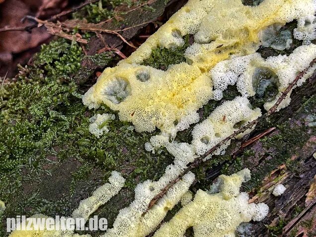 Weißgelbes Netzpolster, Ceratiomyxa porioides