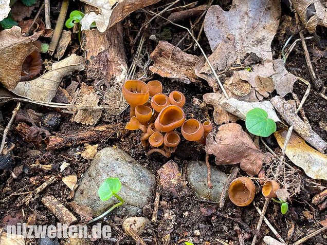 Anemonenbecherling, Sklerotienbecherling, Dumontinia tuberosa