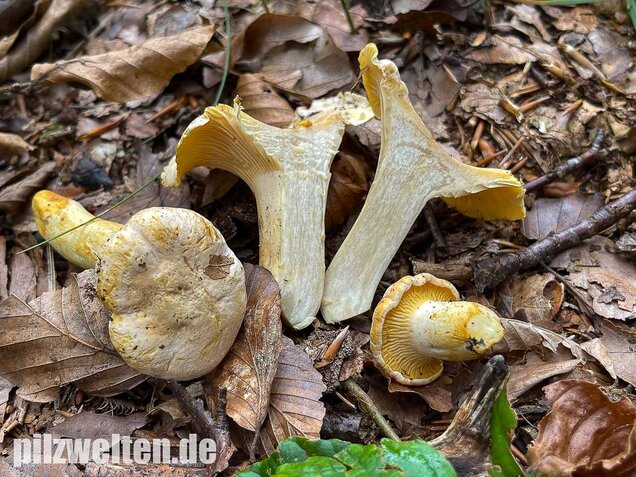 Blasser Pfifferling, Cantharellus pallens