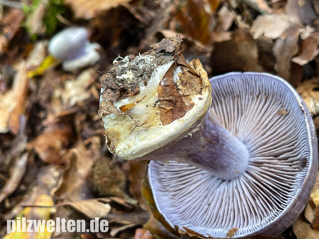 Blauer Klumpfuß, Cortinarius caerulescens