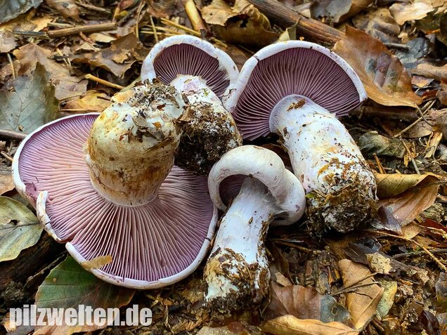 Bocksdickfuß, Cortinarius camphoratus