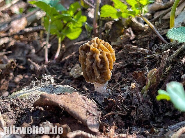 Böhmische Verpel, Verpa bohemica