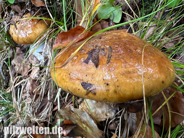 Breitknolliger Klumpfuß, Cortinarius saporatus