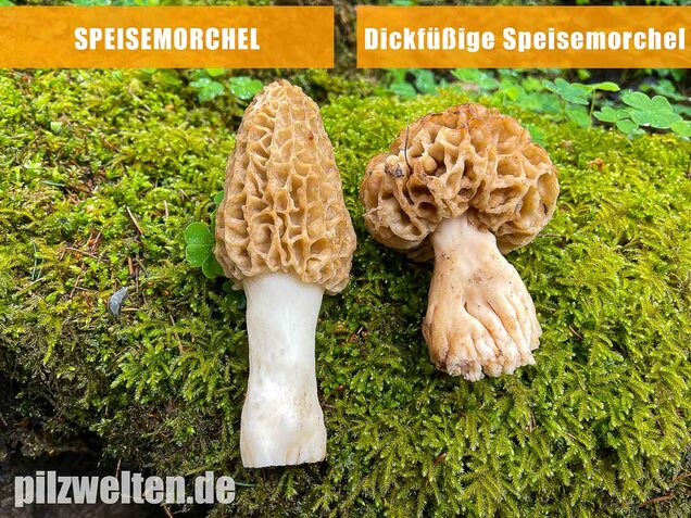 Dickfüßige Speisemorchel, Morchella crassipes
