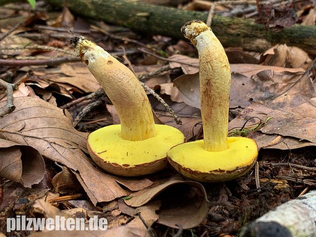 Ziegenlippe, Xerocomus subtomentosus