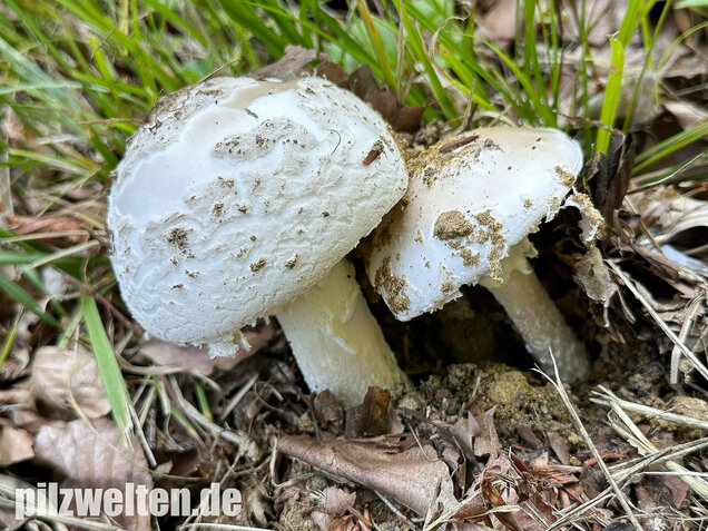 Fransiger Wulstling, Amanita strobiliformis