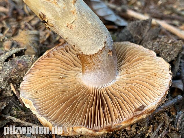 Fuchsigbrauner Schleimkopf, Cortinarius vulpinus
