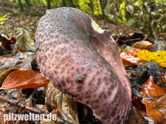 Gefelderter Frauentäubling, Rissiger Frauentäubling, Russula cutefracta