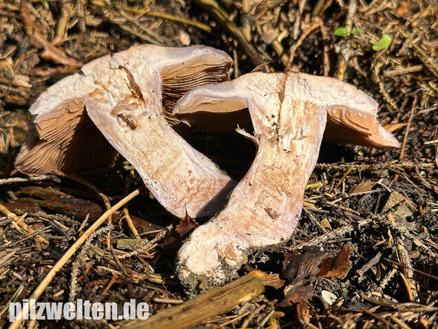 Dunkelfleckender Schleimkopf, Phlegmacium violaceomaculatum