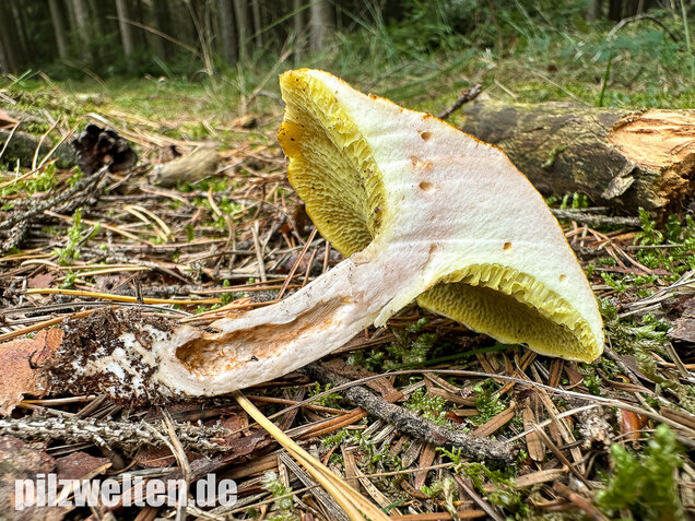 Gelber Hohlfußröhrling, Suillus cavipes var. aureus