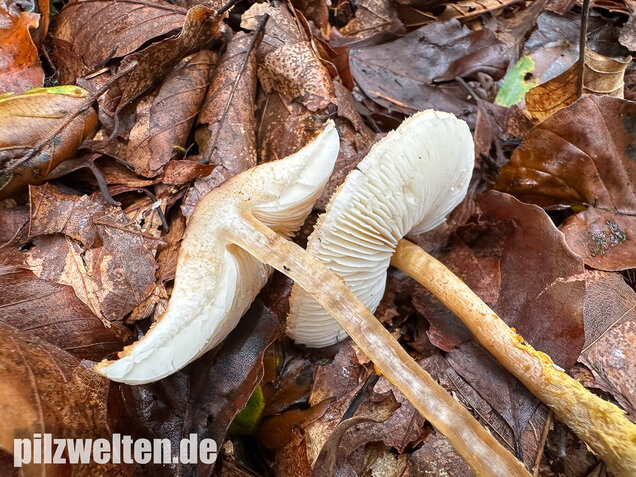 Gelbflockiger Wollstielschirmling, Lepiota magnispora