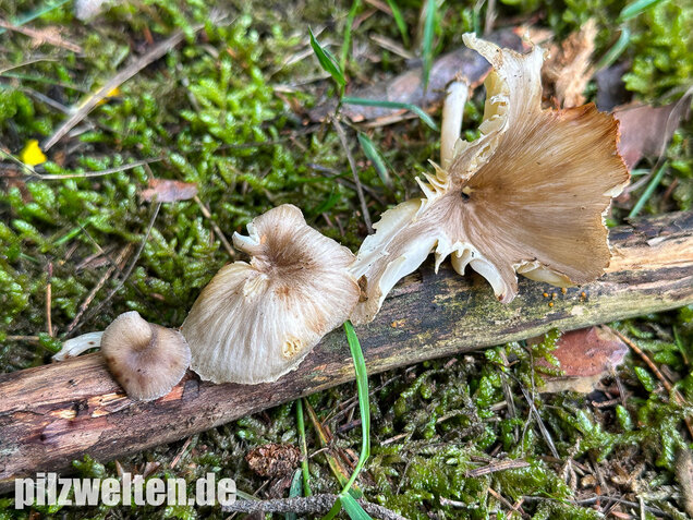 Gestreifter Nabeling, Gelbblättriger Nabeling, Gerronema strombodes