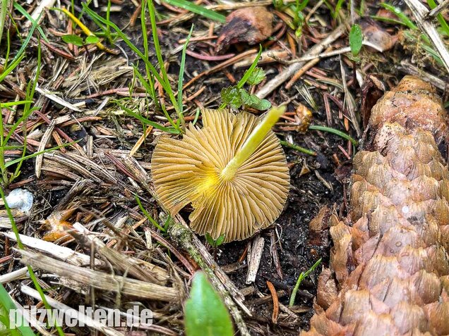 Goldmistpilz, Bolbitius titubans
