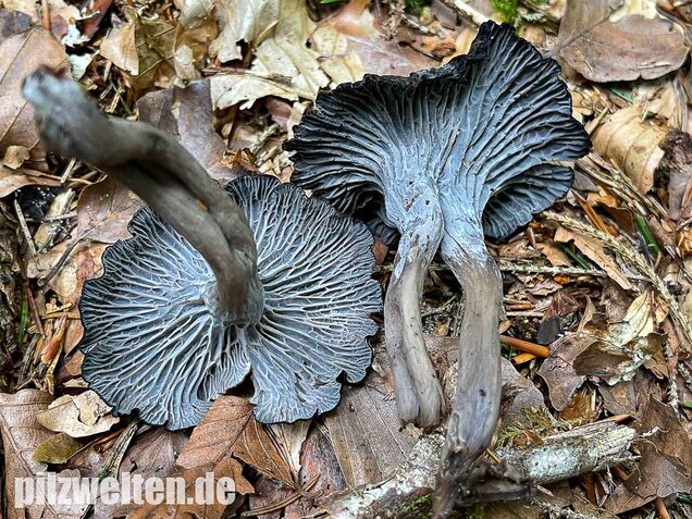 Grauer Pfifferling, Craterellus cinereus