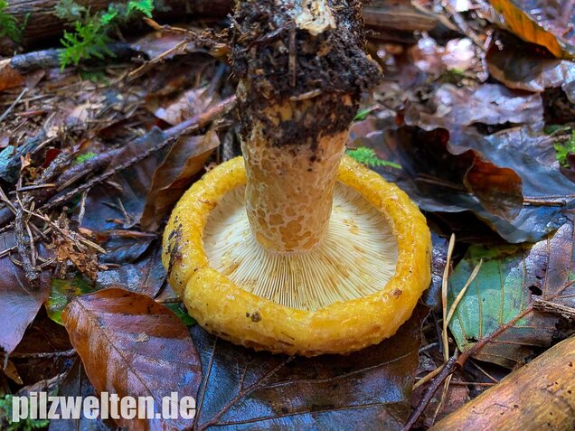 Grubiger Milchling, Lactarius scrobiculatus