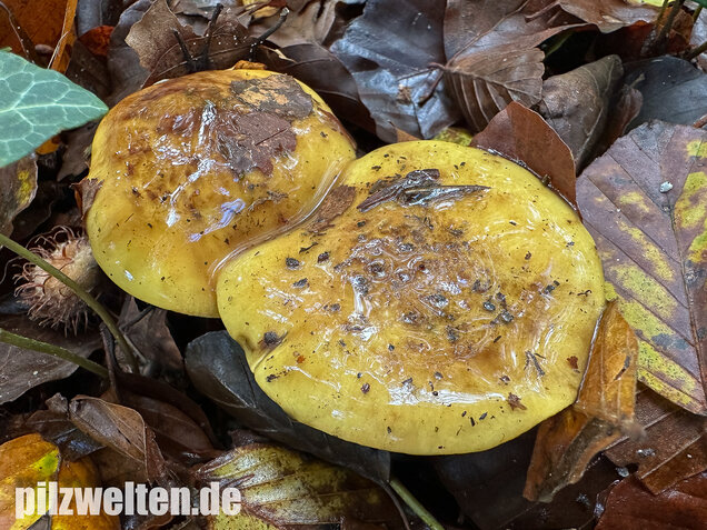 Schöngelber Klumpfuß, Calonarius splendens