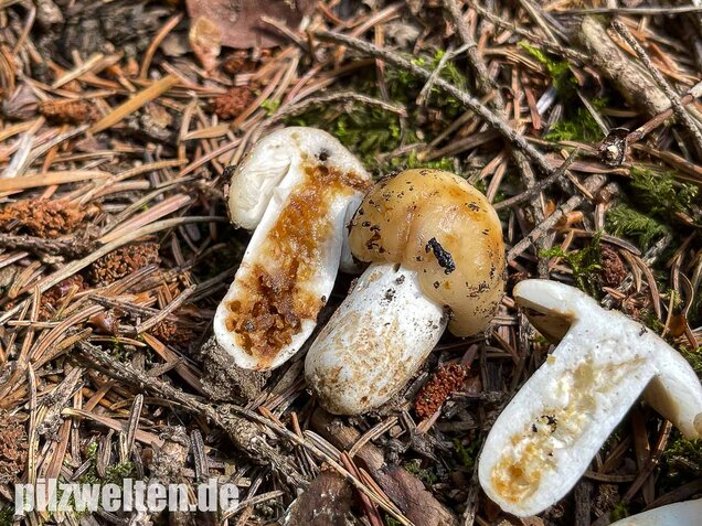 Mandeltäubling, Russula grata