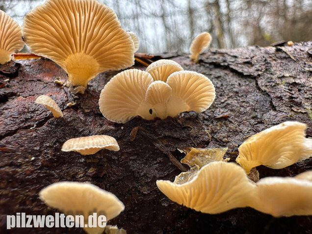 Milder Zwergknäueling, Weißer Muschelseitling, Panellus mitis